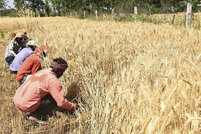 밀 수확 중인 인도 농부들/AFPBBNews=뉴스1