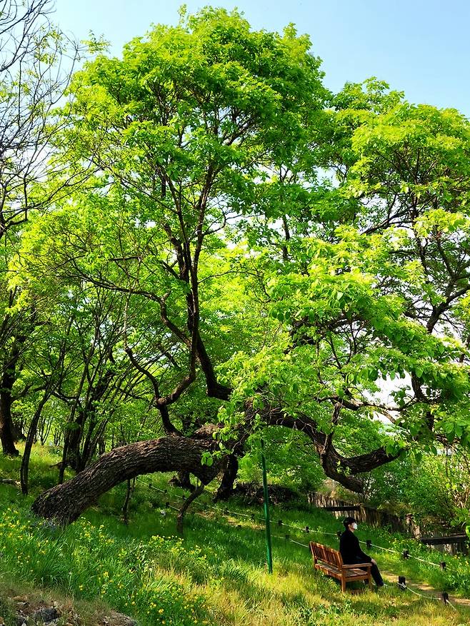 교항리 이팝나무숲