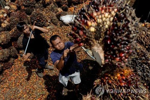 인도네시아의 팜열매 수확하는 농민 [로이터 자료사진, 재판매 및 DB금지]