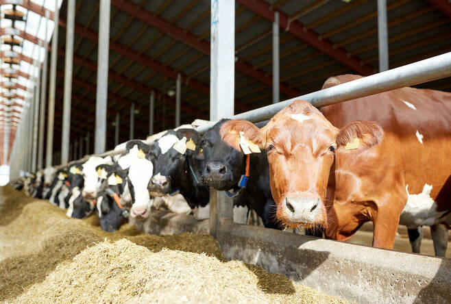가축에서 나오는 메탄은 전 지구 온실가스 발생량 가운데 5%를 차지한다. 클립아트코리아
