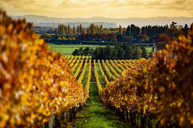 뉴질랜드 와인 재배지역의 가을 풍경. /트위터 캡처