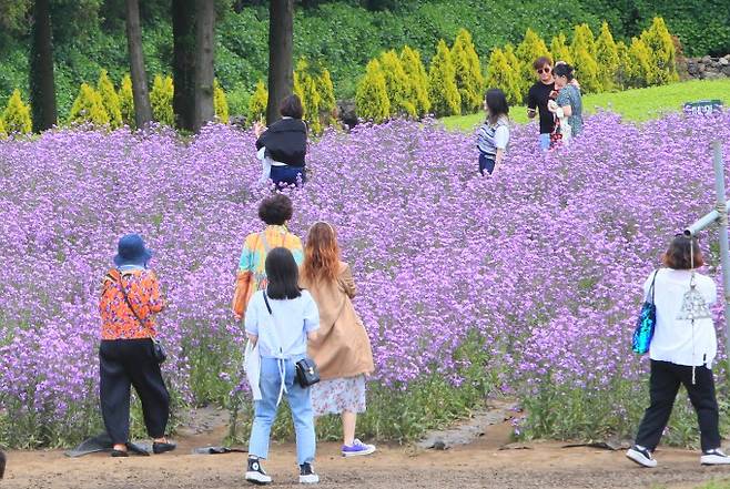 일요일인 지난 15일 제주 서귀포 표선면 보롬왓에 보라 유채꽃이 활짝 피어 나들이객 눈길을 사로잡았다. 연합뉴스 제공
