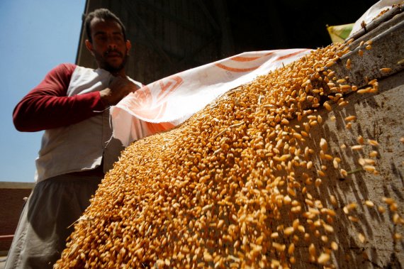 농부가 수확한 밀을 바라보고 있다. /사진=로이터뉴스1
