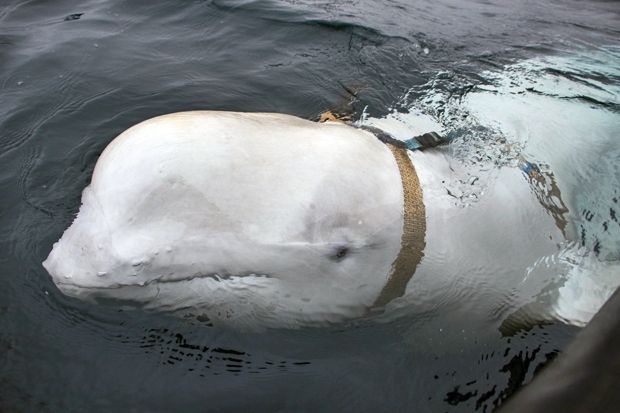 2019년 4월 노르웨이 해안에서 ‘상트페테르부르크 장비’라는 문구가 적힌 카메라 벨트를 찬 벨루가가 발견돼 스파이 논란이 불거졌다./사진=AP 연합뉴스