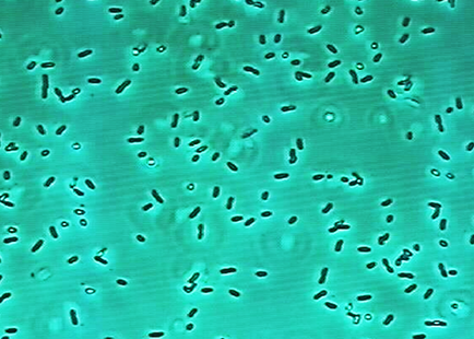 구강유산균-oraCMS1