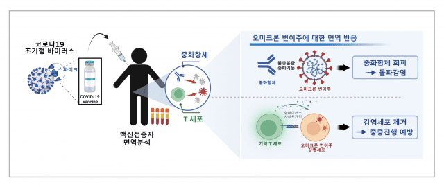 코로나19 백신에 의해 유발된 기억 T세포의 오미크론 변이주에 대한 항바이러스 작용 (자료=IBS)