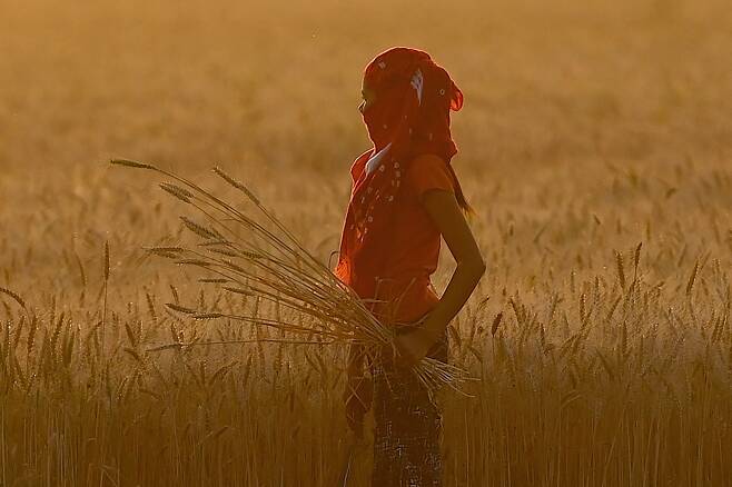 인도 북부 파리다바드의 밀밭에서 밭일을 하는 인도 여성.