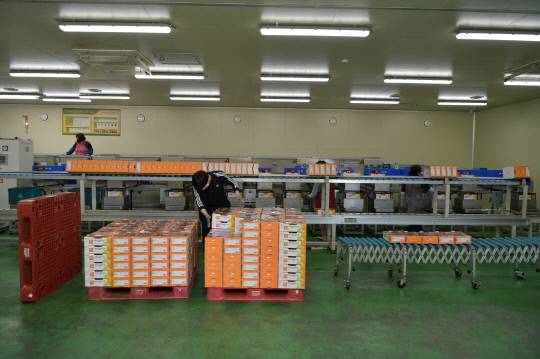 예산농협이 예산농협경제종합센터 내에서 당도가 9브릭스(Brix) 이상인 상품만 엄격히 선별한 예산방울토마토를 본격 출하하기 시작했다.사진=예산농협 제공