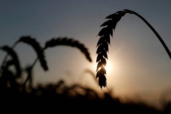 안토니우 구테흐스 유엔 사무총장이 러시아에 우크라이나 곡물 수출을 허용하면 러시아 곡물·비료의 수출 제재를 완화하는 협상 방안을 제안했다. 우크라이나 키이우 주변의 밀밭. 키이우/로이터 연합뉴스