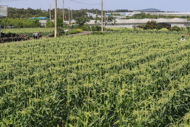 햇볕과 바람 맞으며 익어가는 제주 초당옥수수 제주시 애월읍 수산리의 한 밭에서 18일 수확을 앞둔 초당옥수수가 영글어가고 있다. 연합뉴스