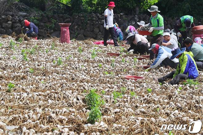 제주 서귀포시 대정읍 한 마늘밭에서 농민들이 마늘 수확을 하고 있다. /뉴스1 DB © News1