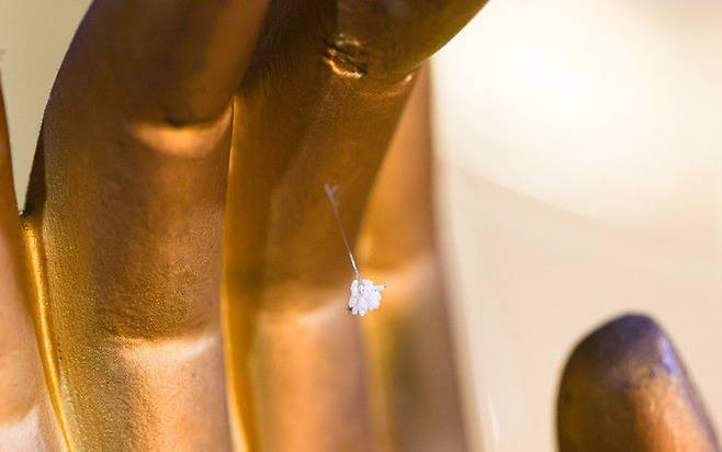 단양 문수사 불사의 우담바라 /뉴시스