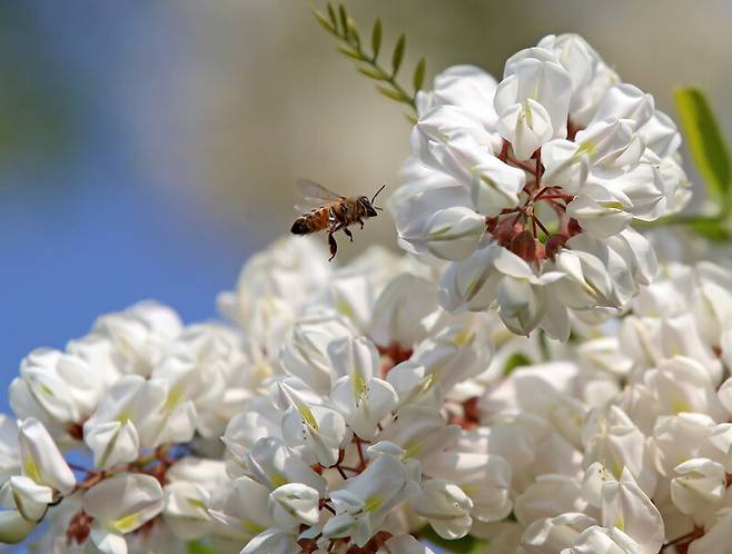 지난 18일 활짝 핀 아까시꽃에서 꿀벌이 꿀을 찾고 있다. 연합뉴스