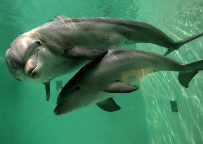 오줌 맛을 통해 다른 개체를 식별하는 것으로 확인된 큰돌고래. (사진=AFP)