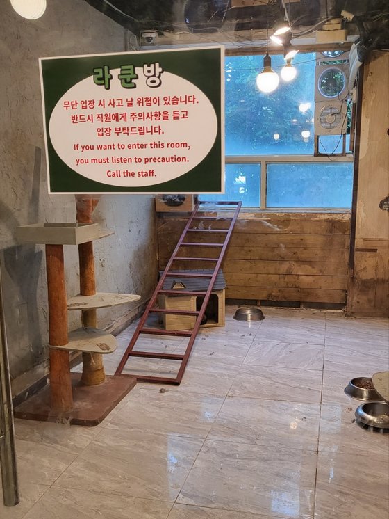 서울시의 한 동물체험카페에 있는 라쿤방. 라쿤들은 캣타워나 집 안에 들어가 있다. 편광현 기자
