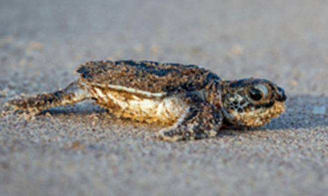 부화해 모래밭에 있는 어린 바다거북. 그린피스 제공