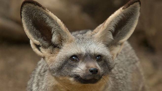 중부 및 남부아프리카에 사는 큰귀여우. 사막여우와 닮았지만, 몸색깔이 잿빛이고 덩치가 상대적으로 더 크다.  /Sandiego Zoo