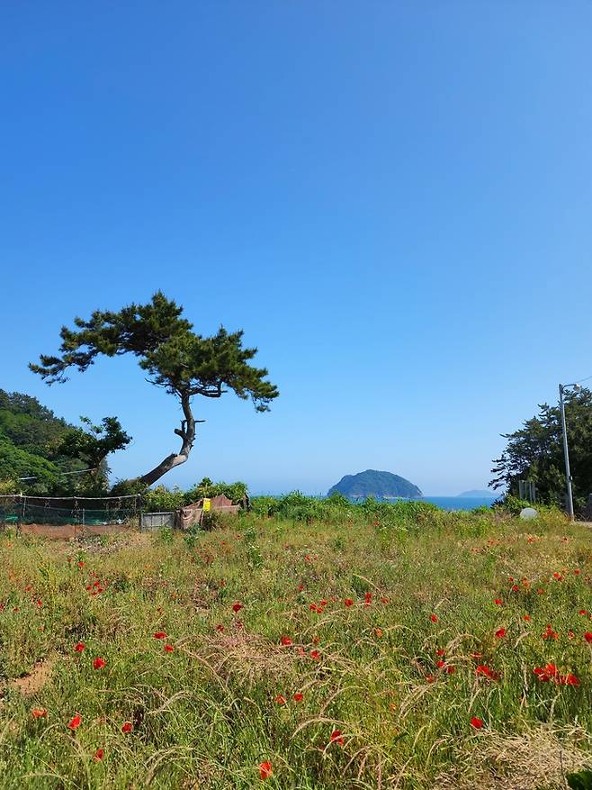 연대도 다랭이꽃밭 개양귀비