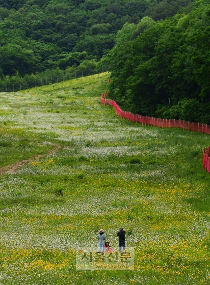 강원 정선 하이원 리조트의 스키 슬로프에 초여름 들꽃들이 만개했다. 리조트 측은 샤스타데이지를 비롯해 110여종의 야생화가 식재됐다고 전했다.