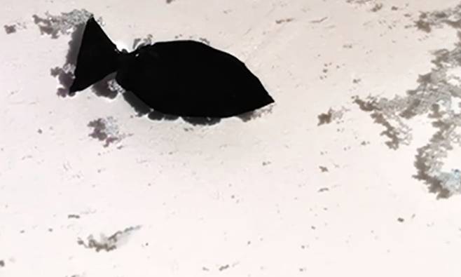 스스로 헤엄치며 미세플라스틱 회수…中 ‘로봇 물고기’ 공개