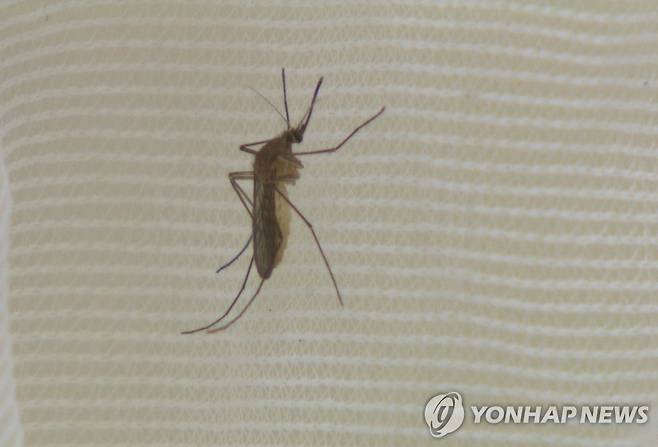 일본뇌염 모기 [연합뉴스TV 제공. 재판매 및 DB 금지]