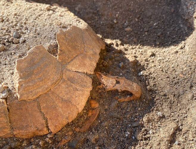폼페이에서 발굴된 거북의 유골 모습. 사진=로이터 연합뉴스