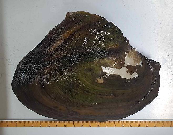 이달초 소양호에서 발견된 귀이빨대칭이. 사진 국립환경과학원