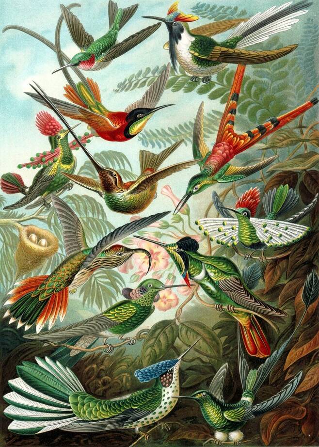 에른스트 헤켈이 1899년 발간한 책 ‘자연의 예술적 형상’에 나오는 다양한 벌새의 도판. 위키미디어 코먼스 제공.