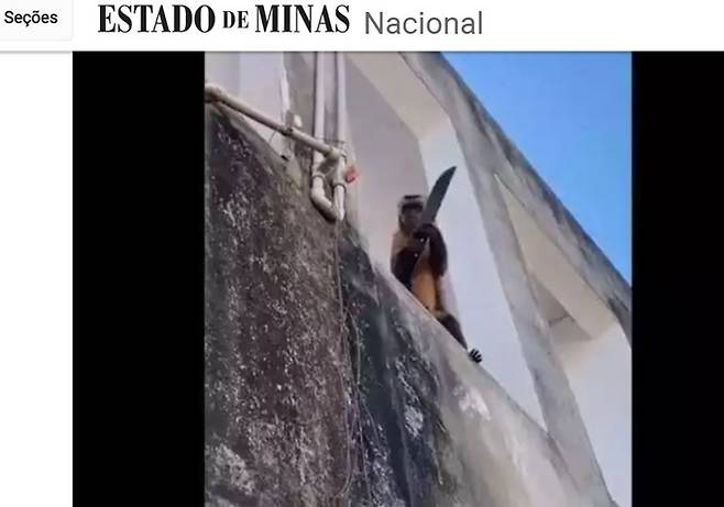 지난 24일(이하 현지시각) 브라질 매체 에스타두지미나스는 "지난 22일 (브라질 북동부) 피아우주 상업지구에 흉기를 든 원숭이가 등장했다"고 전했다. 사진은 해당 원숭이 모습. /사진=에스타두지미나스 공식 홈페이지 캡처