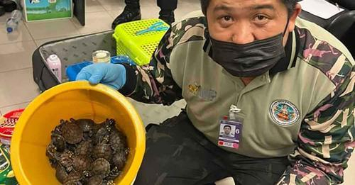 적발된 여행용가방에서 나온 거북이 등 야생동물들 [방콕포스트 페이스북]