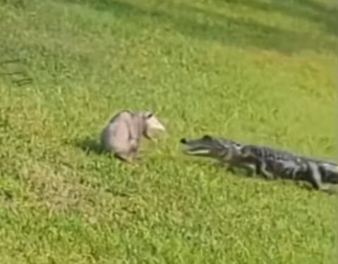 물에서 잔디밭으로 뛰어나온 악어가 주머니쥐를 향해 달려들고 있다. /Troy Wilburn Youtube