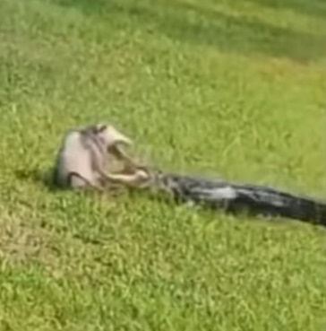 물에서 뛰어나온 악어가 주머니쥐의 머리를 물기 직전의 모습. /Troy Wilburn Youtube