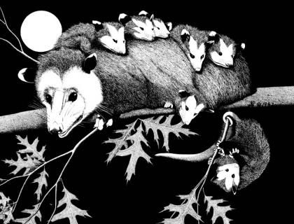 새끼들을 업고 나뭇가지에 있는 주머니쥐를 그린 그림. 달의 모습과 어우러져 신비로운 느낌이다. /워싱턴주 홈페이지