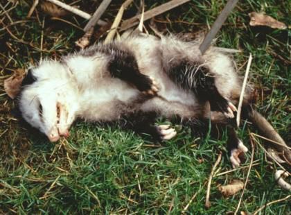 위험을 감지한 주머니쥐가 땅바닥에 누워서 침을 질질 흘리며 죽은 체 하고 있다. /워싱턴주 홈페이지