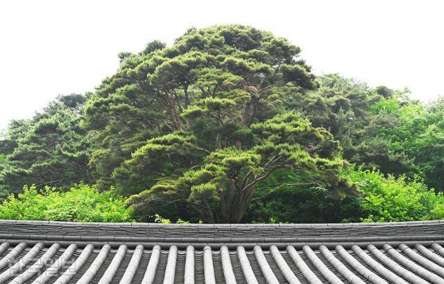 성혈사 지붕 뒤로 소나무 한 그루가 멋들어지게 가지를 펼치고 있다.