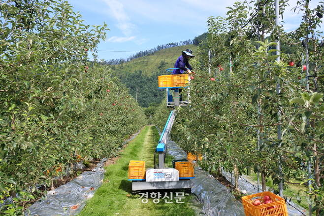강원 정선군 사과밭에서 주민들이 ‘홍금 사과’를 수확하고 있다. 최승현 기자