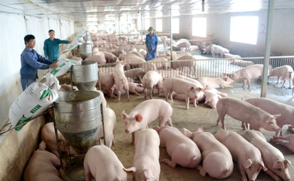 Livestock farmers feeding their pigs. Photo tuoitrethudo.com.vn