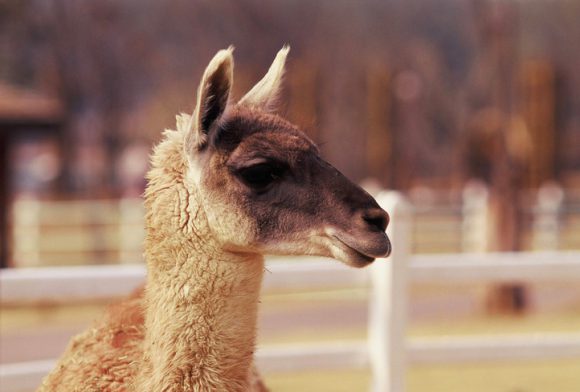 라마는 낙타 및 알파카와 더불어 독특한 면역체계를 가지고 있다. [사진=게티이미지뱅크]