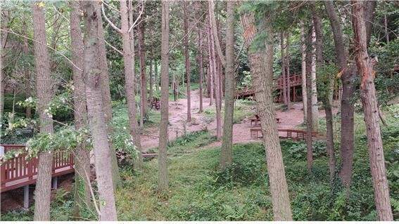 전남 목포시 유달산에 있는 편백나무숲길. 화가의 집 제공