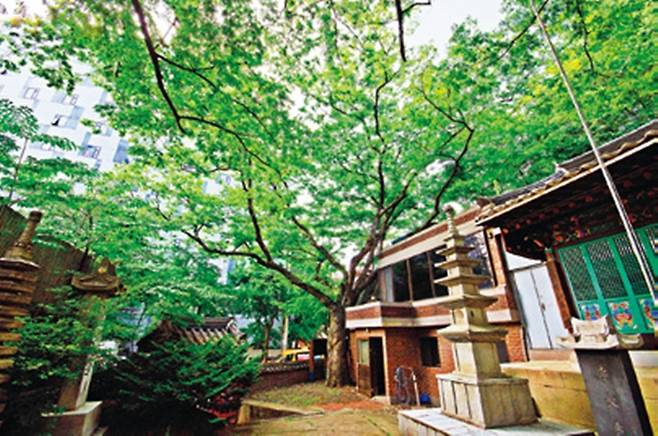 미륵암 느티나무 고목.