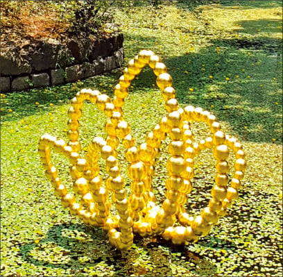 덕수궁 연못 위 ‘황금연꽃’