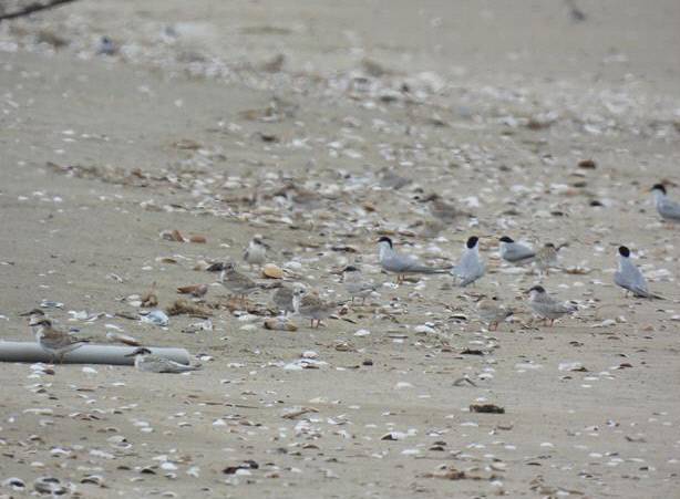 최근 낙동강 하구인 신자도 일대에서 관찰된 쇠제비갈매기들. 부산시 제공