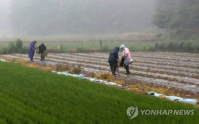 지난 23일 오후 강원 춘천시 서면 신매리에서 비옷을 입은 농부들이 아스파라거스 모종을 심고 있다. [연합뉴스 자료사진]