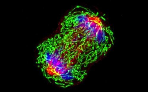 분열 중인 유방암 세포 구조 단백질 튜불린(적색), 미토콘드리아(녹색), 염색체(청색) 등이 선명히 보인다.
[미국 NCI(국립 암 연구소) Wei Qian. 재판매 및 DB 금지]