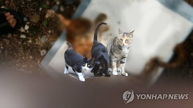멈추지 않는 동물학대...새끼고양이 '잔혹 살해(CG) [연합뉴스TV 제공]