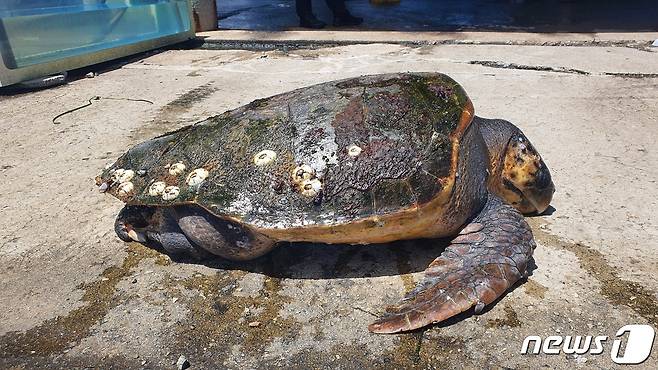 강원 고성 해상서 발견된 붉은바다거북 사체.(속초해경 제공) 2022.7.1/뉴스1