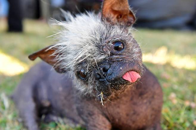 24일 미국 캘리포니아 페탈루마에서 열린 세계에서 가장 못생긴 개 대회(the World's Ugliest Dog Competition)에서 우승한 17살의 차이니즈 크레스티드인 '미스터 해피 페이스'./AFP 연합뉴스