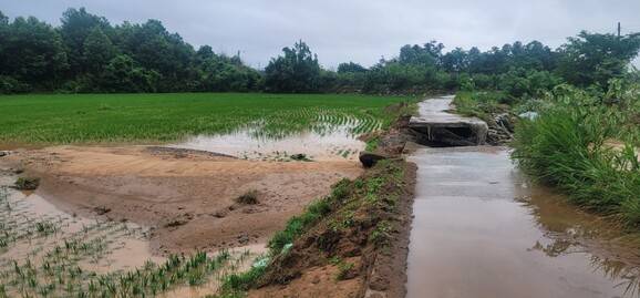 29일 밤부터 30일 새벽 사이 내린 집중호우로 충남 서산시 부석면 마룡리의 농로가 유실되고 논이 침수하면서 토사가 유입되는 피해를 입었다. 서산시 제공