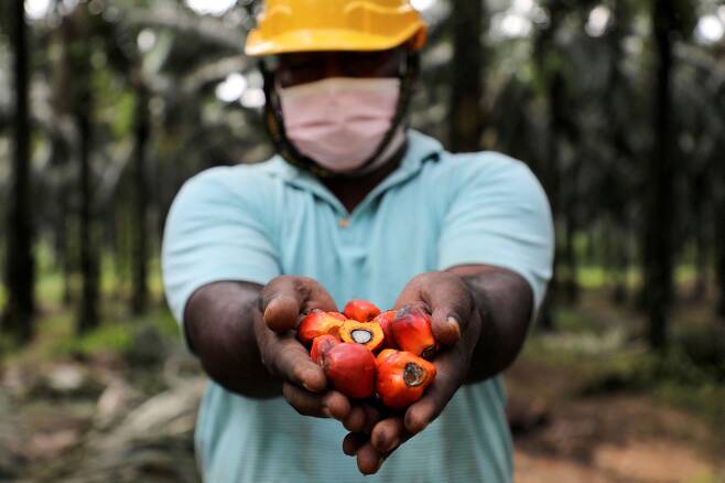 말레이시아의 한 근로자가 팜유 열매를 손에 든 모습. /로이터=뉴스1
