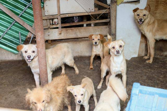 창고에 지내던 개들도 구조돼 입양을 기다리고 있다. 동물자유연대 제공